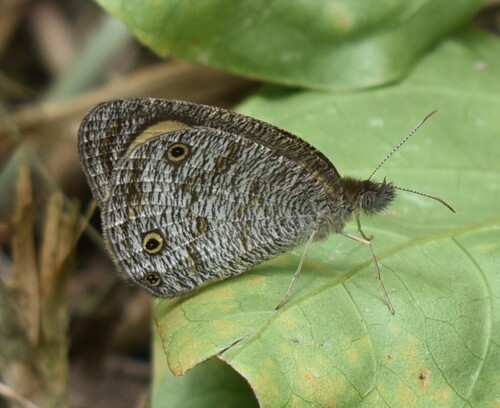 Common Three-ring