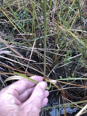 Anthenantia rufa