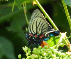 Atlides polybe