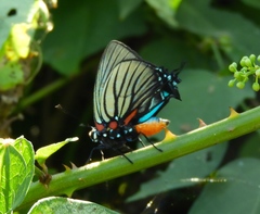 Atlides polybe