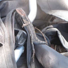 Diporiphora jugularis