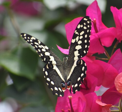 Citrus Swallowtail