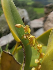 Stelis galeata