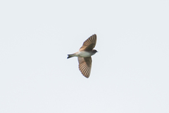 Gray-Throated Martin photo 4