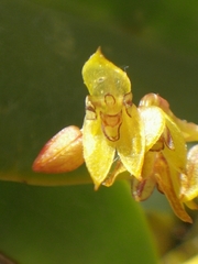 Stelis galeata