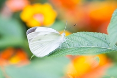 Pieris