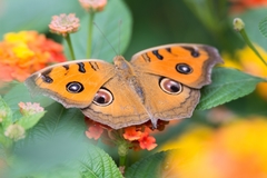 Junonia almana