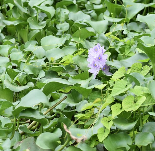 common water hyacinth