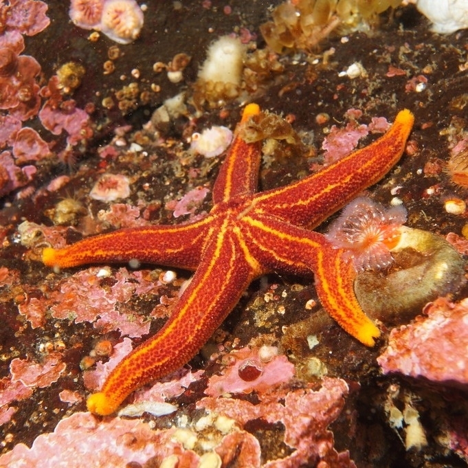 Henricia lineata