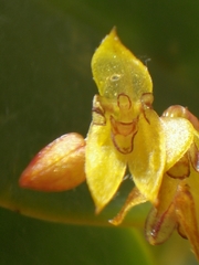 Stelis galeata