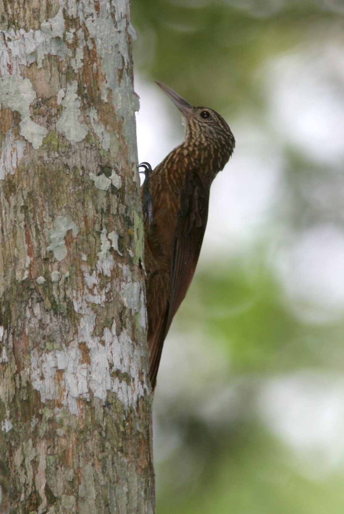 Zimmer's Woodcreeper illustration