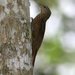 Zimmer's Woodcreeper - Photo (c) Marcel Holyoak, some rights reserved (CC BY-NC-ND)