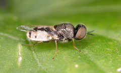 Oplodontha pulchriceps