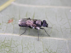 Orthactia penicillata