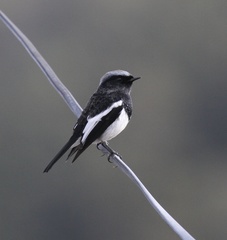 Phoenicurus coeruleocephala