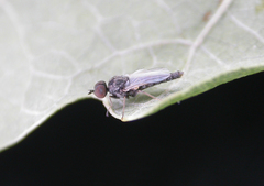 Propebrevitrichia
