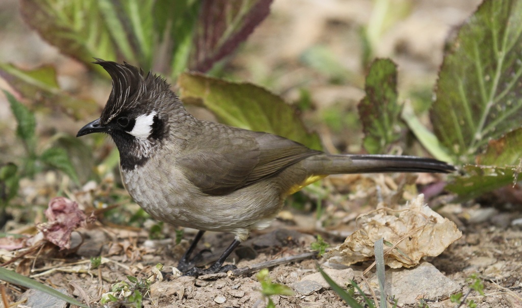 Himalayan Bulbul photo