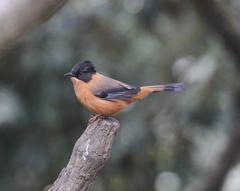Heterophasia capistrata