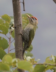 Picus squamatus