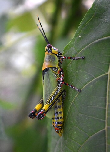 Variegated grasshopper