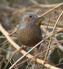 Trochalopteron lineatum