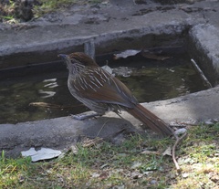 Grammatoptila striata