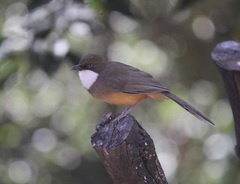 Pterorhinus albogularis