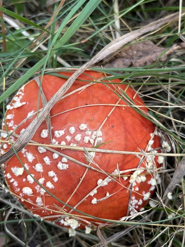Fly Agaric