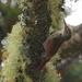 Scaled Woodcreeper - Photo (c) Hector Bottai, some rights reserved (CC BY-SA)