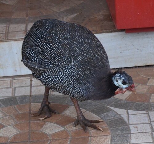 Domestic Guineafowl