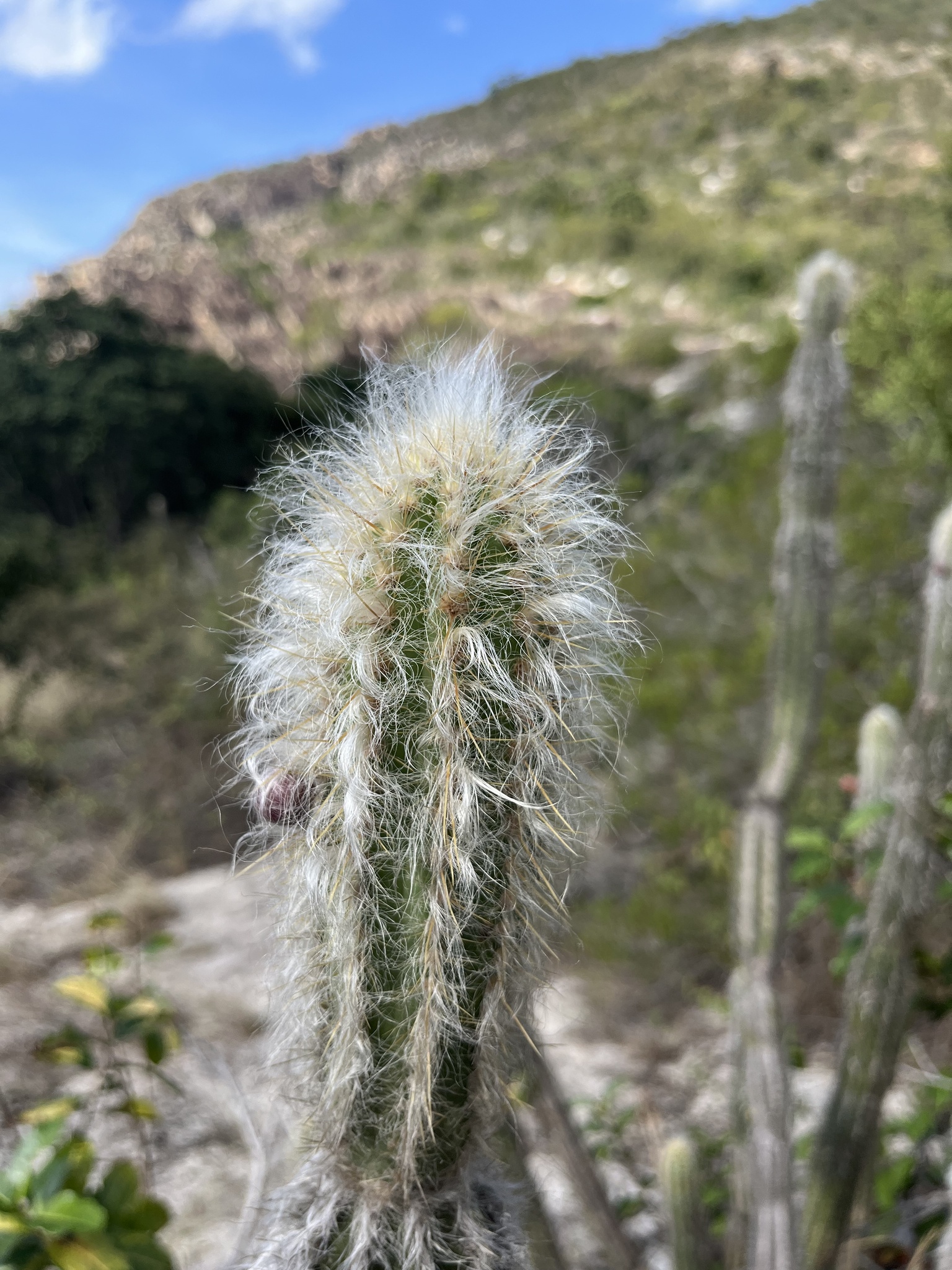 Pilosocereus brasiliensis