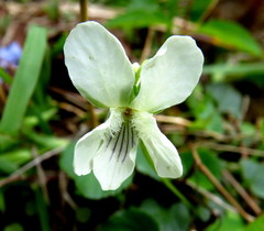 Viola striata