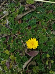 Hypochaeris sessiliflora