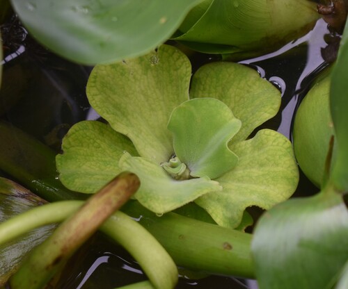 Water Lettuce