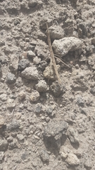 Microcoema acuminata