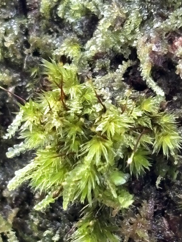 Daltonia splachnoides observed 2025-09-11