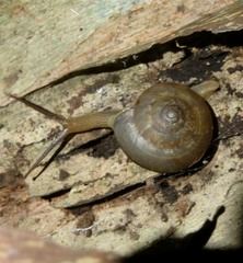 Euplecta