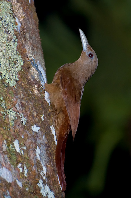Cinnamon-throated Woodcreeper (Dendrexetastes rufigula)