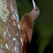 Cinnamon-throated Woodcreeper - Photo (c) Cláudio Dias Timm, some rights reserved (CC BY-NC-SA)