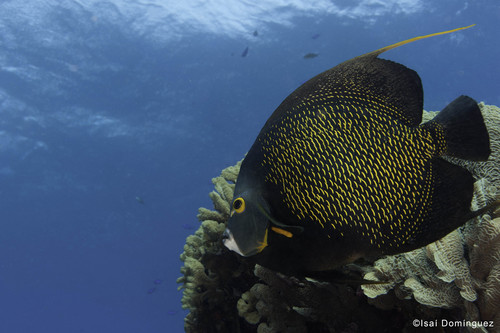 French Angelfish