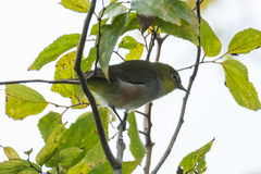 Zosterops erythropleurus