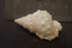 Dulcerana affinis