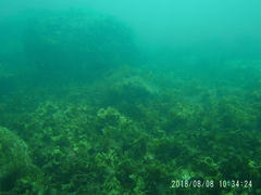 Mycteroperca rosacea