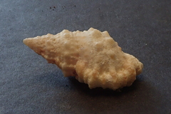 Dulcerana affinis