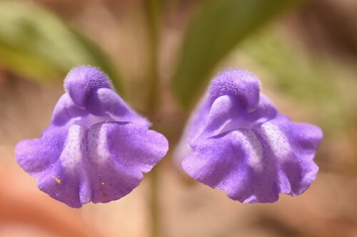 Narrowleaf Skullcap (Scutellaria angustifolia)