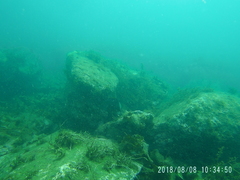 Mycteroperca rosacea