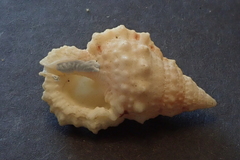 Dulcerana affinis