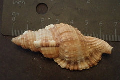 Monoplex pilearis