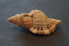 Monoplex pilearis