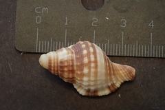 Monoplex pilearis